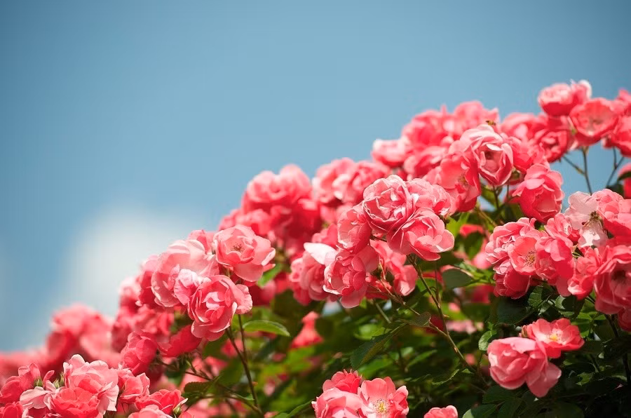 Thang 4 den mang niem vui, 3 con giap duoc quy nhan giup do-Hinh-3