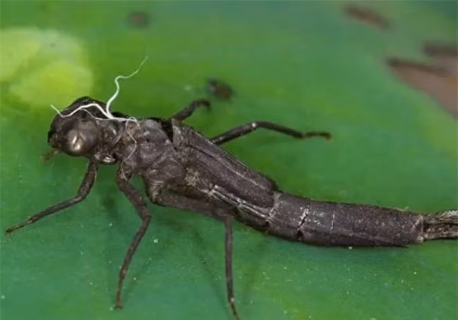 La bac thay diet muoi nhung lai bi con nguoi bat so luong lon