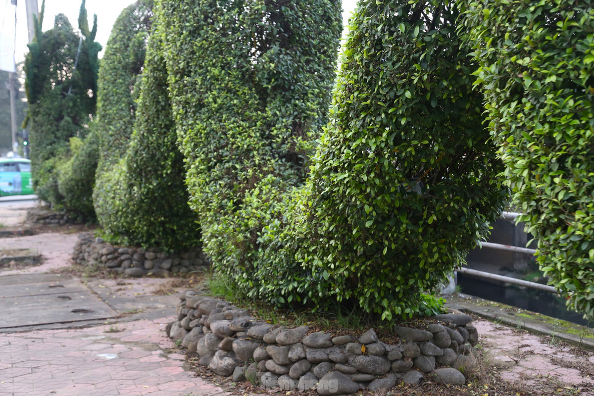 Không chỉ phần đầu, nhiều chi tiết trên lưng rồng cũng được cắt tỉa chỉn chu hơn