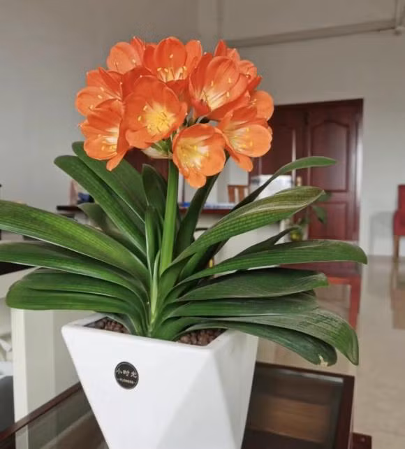 6 loai “hoa tai loc” trong trong chau nho cung no tung-Hinh-4