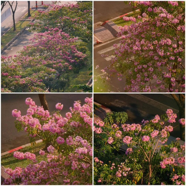 Hoa ken hong no ngap tran dep nhu xu Han-Hinh-3