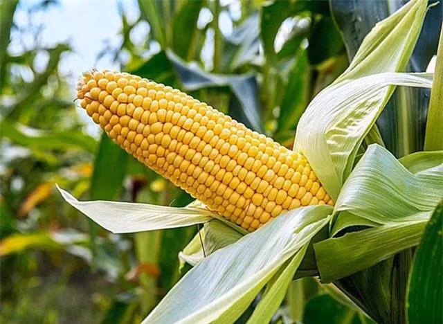 4 loại thực phẩm quen thuộc xuyên không” trong kiếm hiệp Kim Dung? - Hình 4 4 loai thuc pham quen thuoc xuyen khong” trong kiem hiep Kim Dung?-Hinh-4