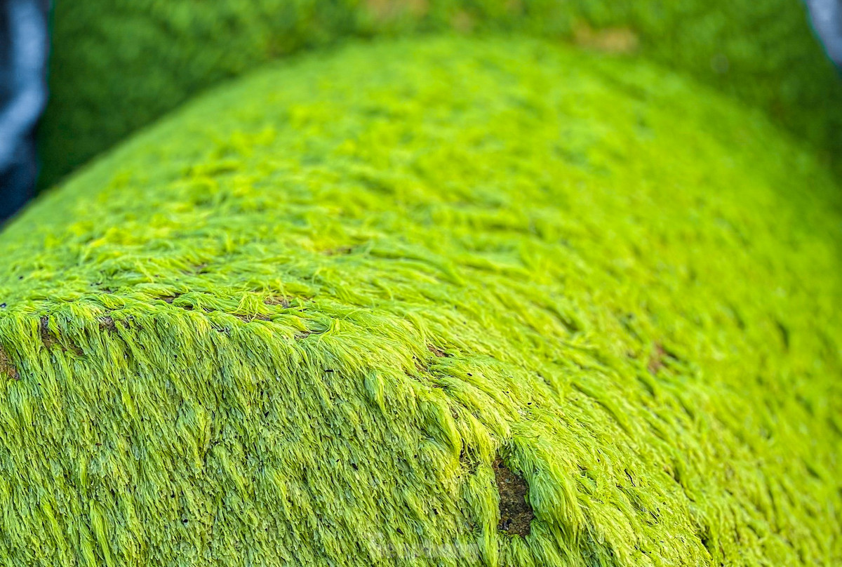 Gioi tre do xo check-in bai reu xanh cuc chill o Quang Ngai-Hinh-4