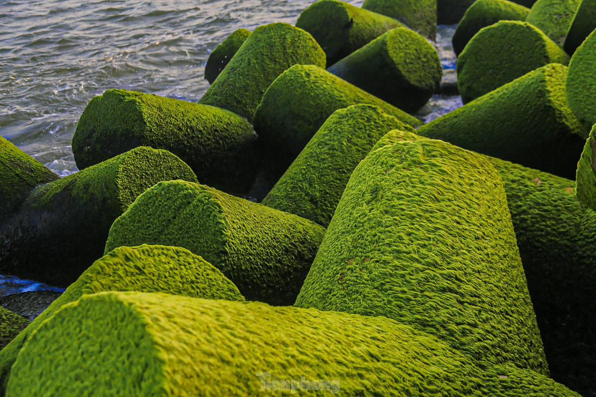 Gioi tre do xo check-in bai reu xanh cuc chill o Quang Ngai-Hinh-6