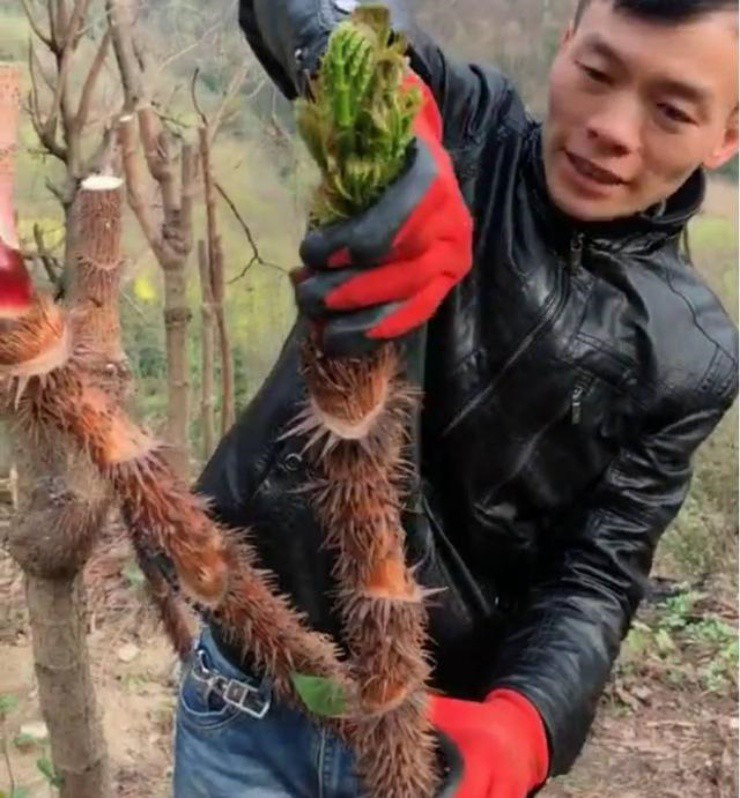 Rau dai Viet quy nhu vang o xu nguoi, phai lieu moi hai duoc-Hinh-2