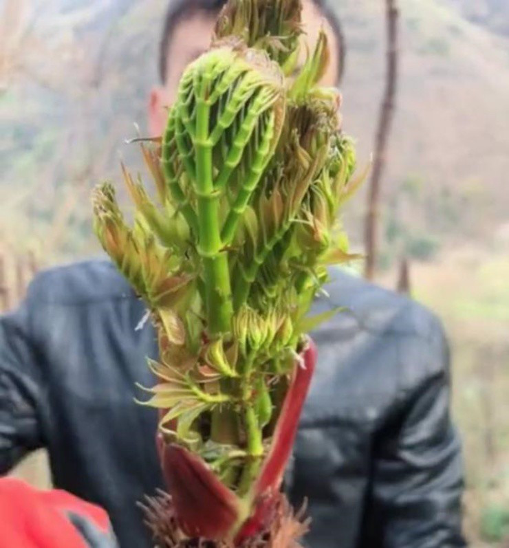 Rau dại Việt quý như vàng ở xứ người, phải liều mới hái được Rau dai Viet quy nhu vang o xu nguoi, phai lieu moi hai duoc