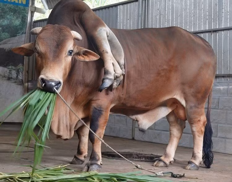 Con bo duoc tra gan 6 ty dong nhung chu nhan khong ban-Hinh-2