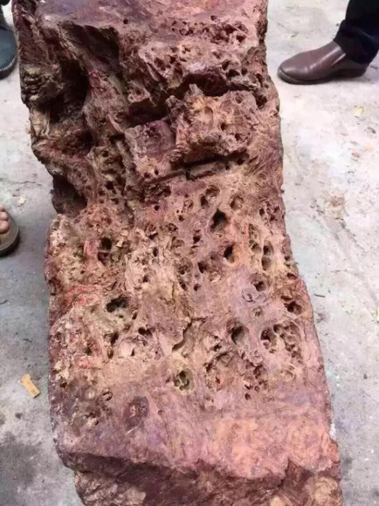 Tìm thấy cây gỗ được định giá 30 tỷ đồng Tim thay cay go duoc dinh gia 30 ty dong