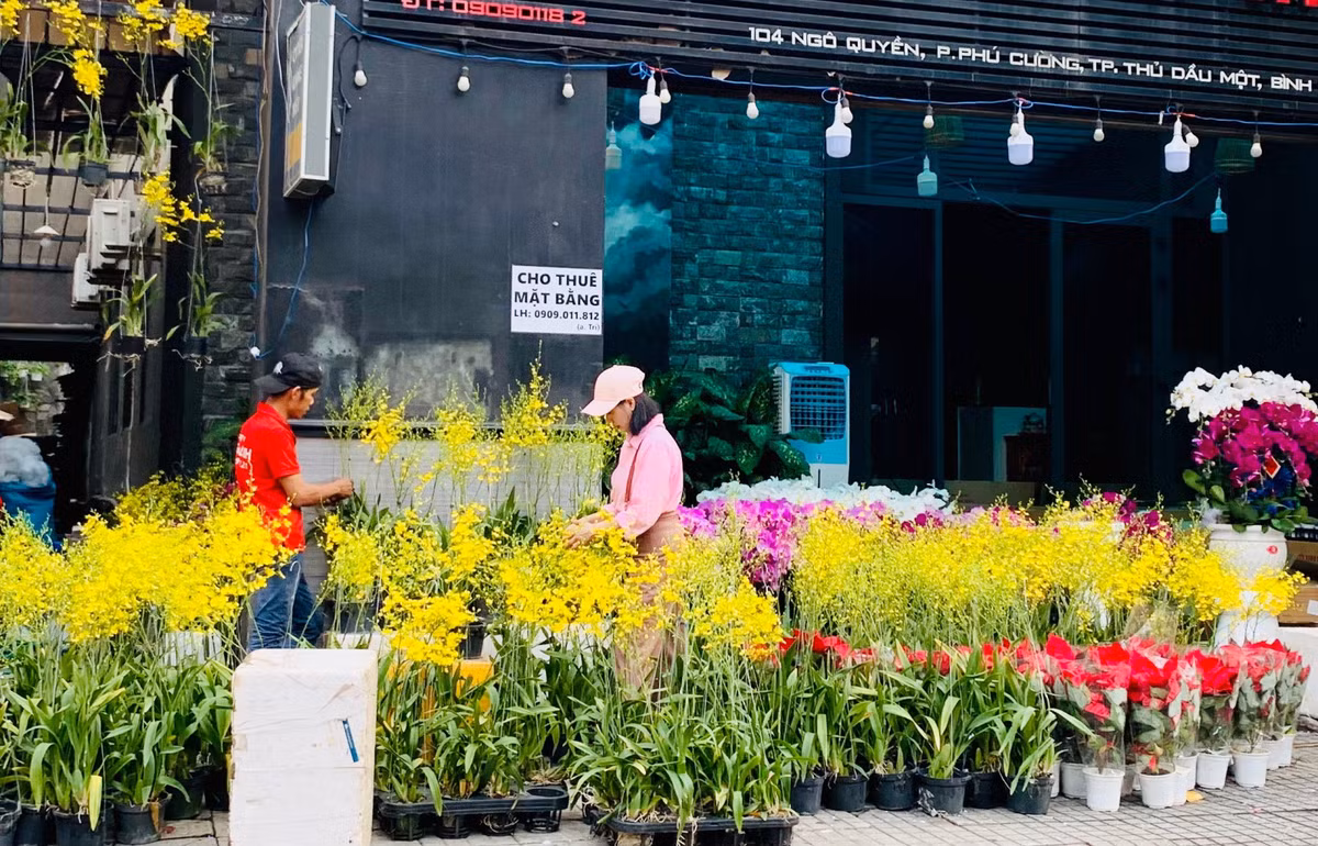 Chợ tết Bình Dương, dân tình chụp hình chậu quất hình rồng YAHOO 25 - Hình 5 Cho tet Binh Duong, dan tinh chup hinh chau quat hinh rong YAHOO 25-Hinh-5