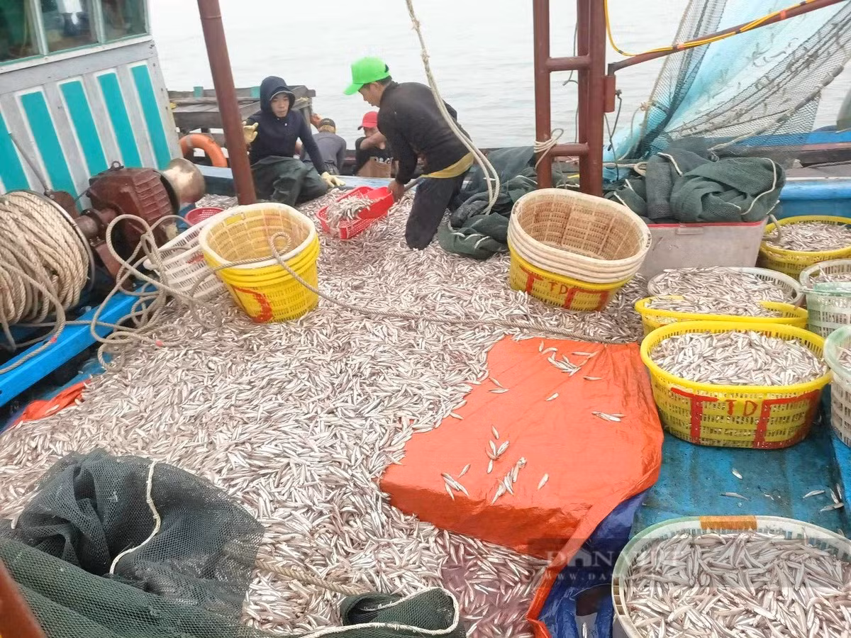 Dan mot lang bien trung luong ca com, “bat“duoc 150 trieu/dem