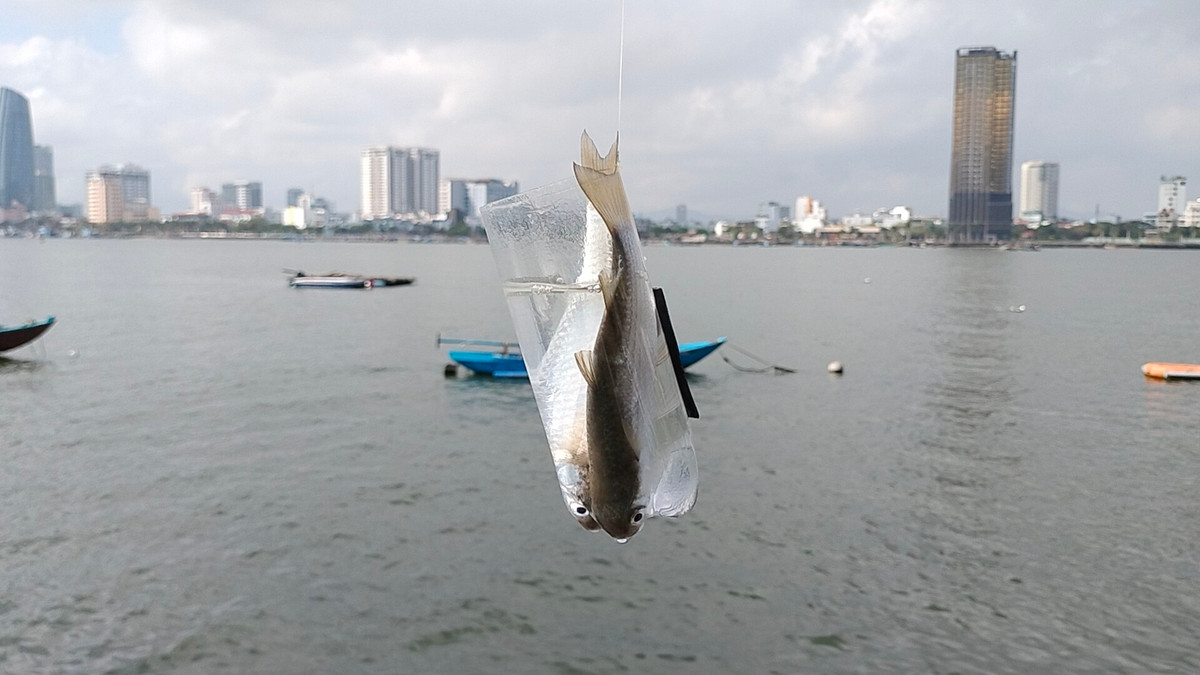 Những con cá đối được câu lên từ cửa sông Hàn mà không cần đến lưỡi, cần câu.