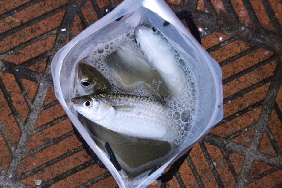 Cá đối khi câu lên sẽ được cho vào thùng hoặc túi đựng.