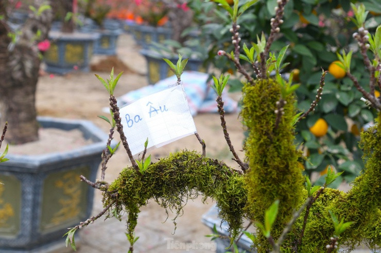 Nhieu nguoi san lung dao tien Vua rat dat do choi Tet-Hinh-12