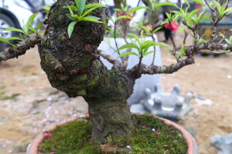 Nhieu nguoi san lung dao tien Vua rat dat do choi Tet-Hinh-10