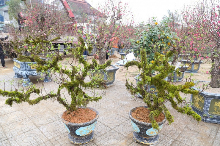 Nhieu nguoi san lung dao tien Vua rat dat do choi Tet-Hinh-11