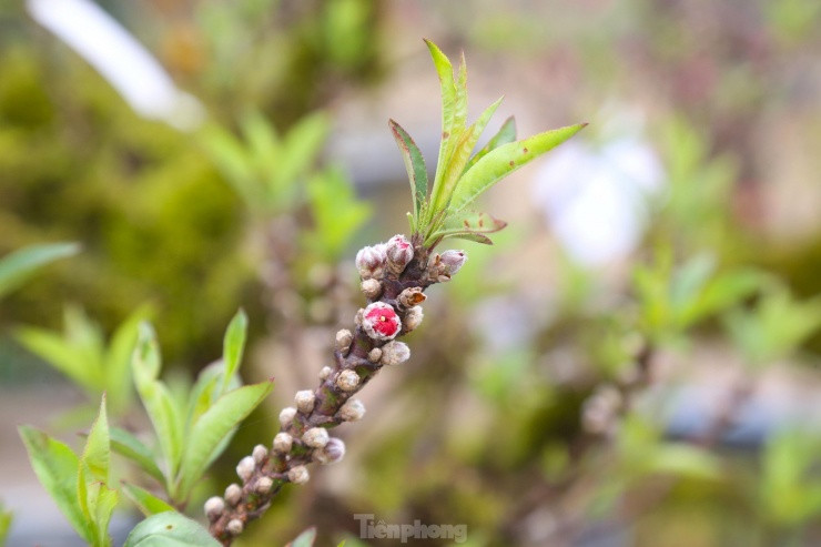 Nhieu nguoi san lung dao tien Vua rat dat do choi Tet-Hinh-8