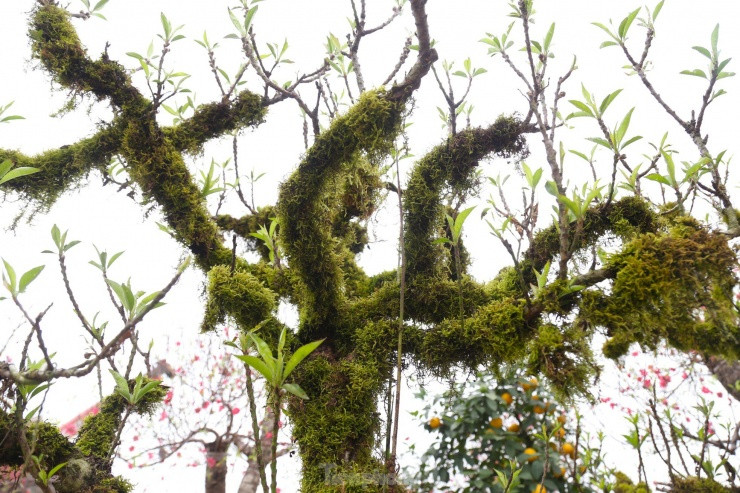 Nhieu nguoi san lung dao tien Vua rat dat do choi Tet-Hinh-15