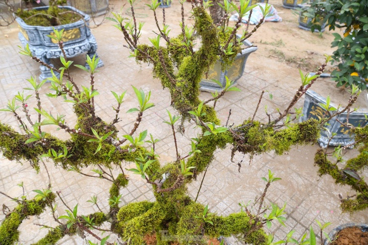 Nhieu nguoi san lung dao tien Vua rat dat do choi Tet-Hinh-14