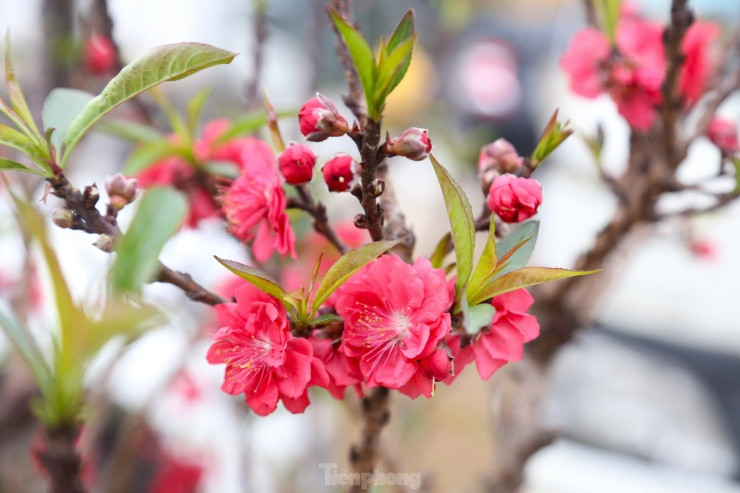 Nhieu nguoi san lung dao tien Vua rat dat do choi Tet-Hinh-4