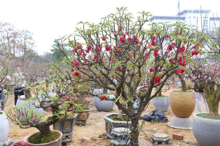 Nhieu nguoi san lung dao tien Vua rat dat do choi Tet