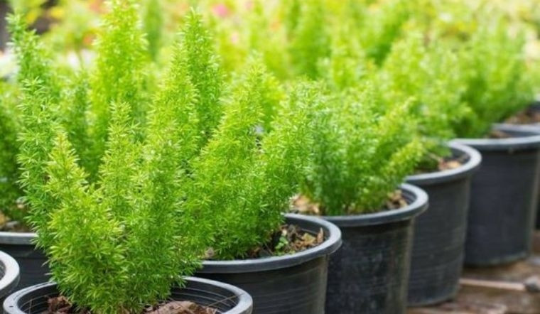 Tac dung doi voi suc khoe cua cay duoi chon