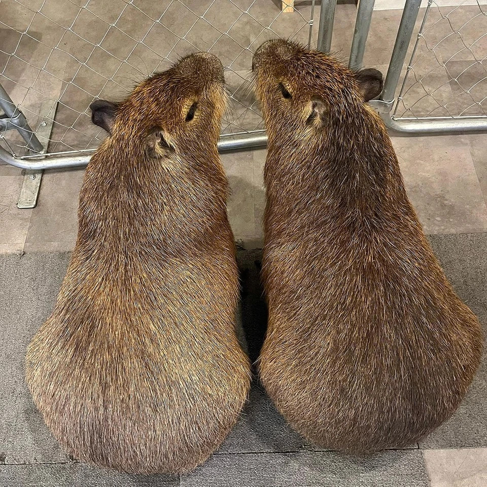 Quan ca phe o Nhat Ban noi tieng nho 'nhan vien' chuot lang nuoc-Hinh-2