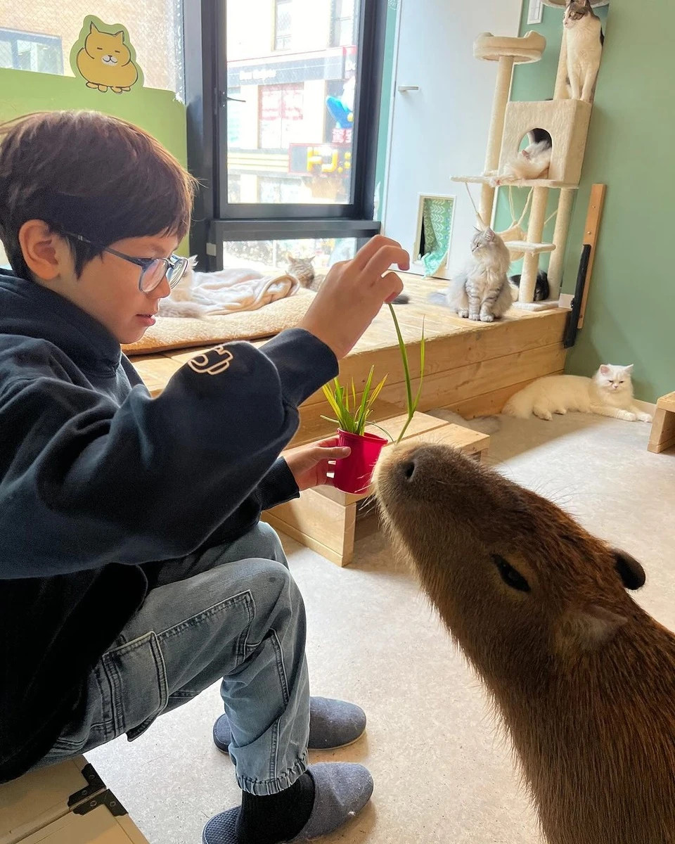 Quan ca phe o Nhat Ban noi tieng nho 'nhan vien' chuot lang nuoc-Hinh-3