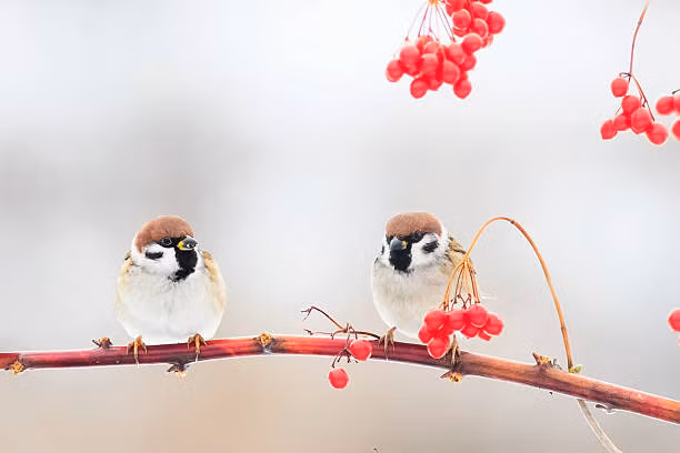 Vào tháng 1/2024, 4 con giáp này may mắn gặp được quý nhân, giúp họ chuyển vận rủi thành may mắn, đạt được những tiến bộ lớn trong sự nghiệp, tiền tài không lo. Trong cuộc đời mỗi người sẽ có một vài quý nhân, họ có thể không phải là họ hàng nhưng sự xuất hiện của họ có thể mang lại may mắn và giúp ích cho chúng ta. Hãy xem những con giáp nào có duyên gặp được quý nhân trong tháng 1 này nhé!