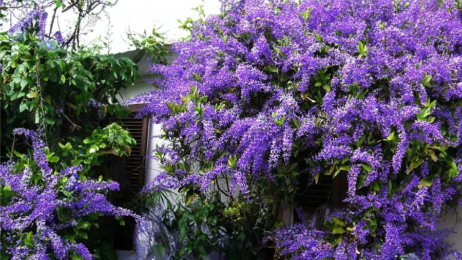 3 loại hoa màu xanh đẹp ngây ngất lại rất dễ trồng - Hình 2 3 loai hoa mau xanh dep ngay ngat lai rat de trong-Hinh-2