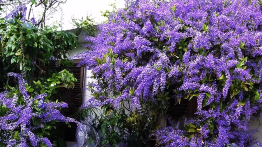 3 loai hoa mau xanh dep ngay ngat lai rat de trong-Hinh-2