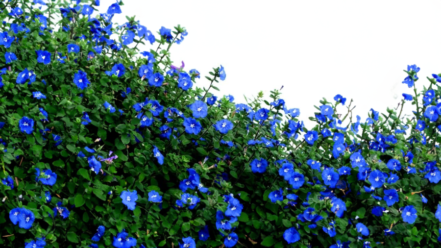 3 loại hoa màu xanh đẹp ngây ngất lại rất dễ trồng 3 loai hoa mau xanh dep ngay ngat lai rat de trong