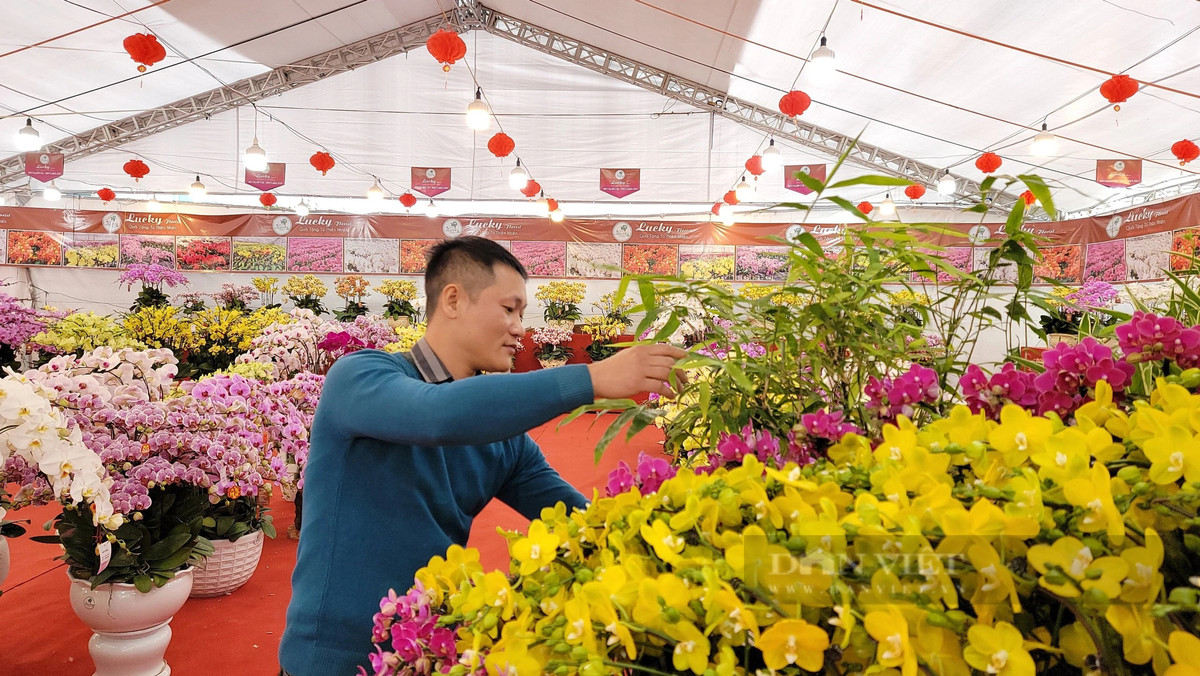 Hon 1.000 chau lan ket hinh ban do Viet Nam tren go lua-Hinh-4