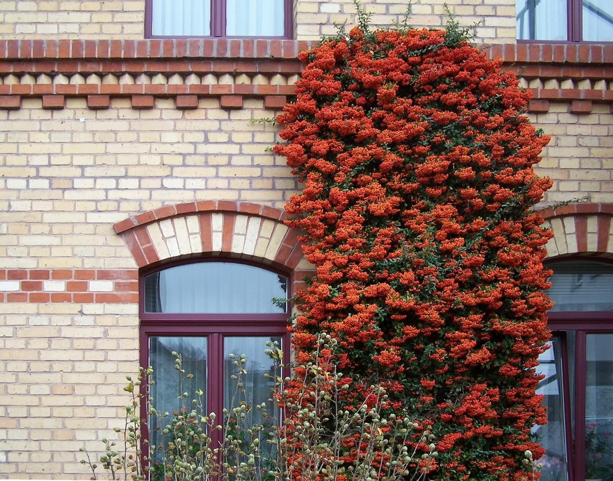 Cây cảnh cát tường, ăn ngon, chữa bệnh, mang tài lộc vào nhà - Hình 19 Cay canh cat tuong, an ngon, chua benh, mang tai loc vao nha-Hinh-19