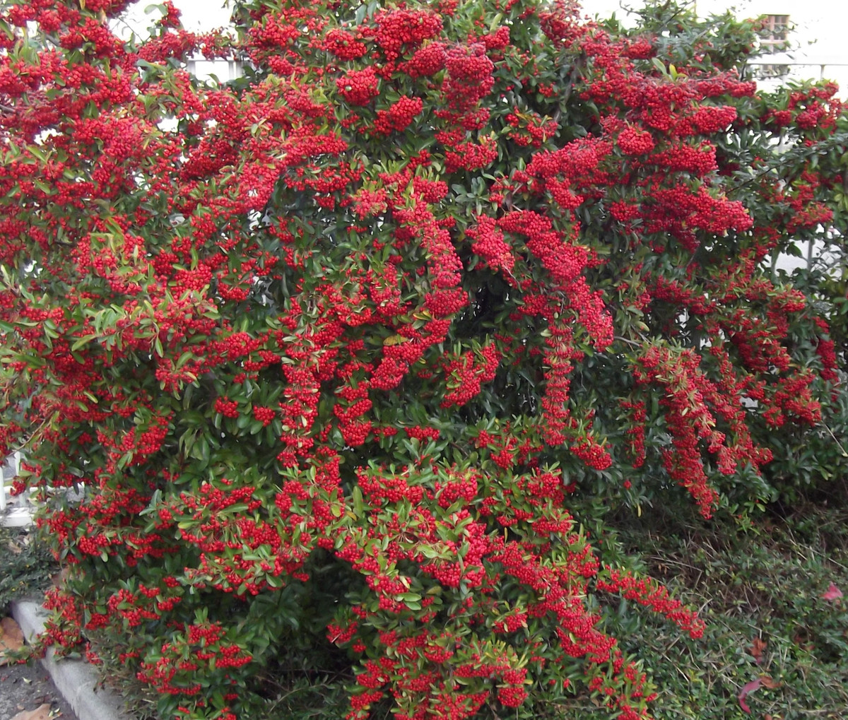 Cây cảnh cát tường, ăn ngon, chữa bệnh, mang tài lộc vào nhà - Hình 17 Cay canh cat tuong, an ngon, chua benh, mang tai loc vao nha-Hinh-17