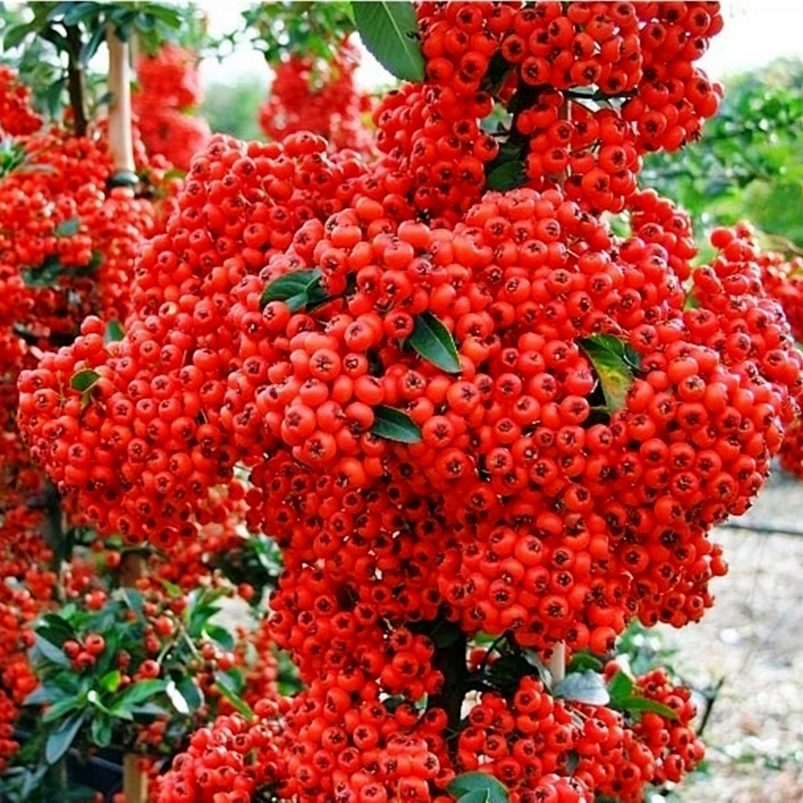 Cây cảnh cát tường, ăn ngon, chữa bệnh, mang tài lộc vào nhà - Hình 12 Cay canh cat tuong, an ngon, chua benh, mang tai loc vao nha-Hinh-12