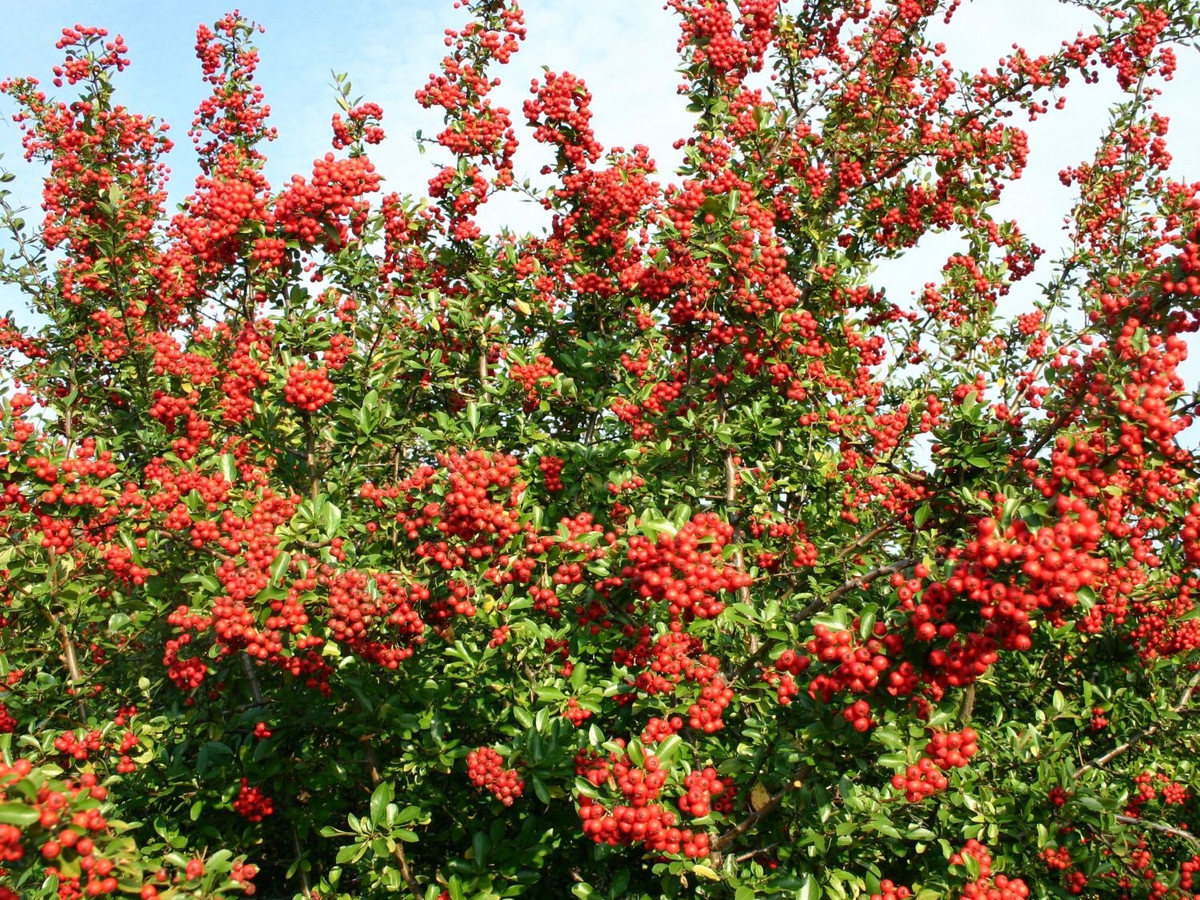 Cây cảnh cát tường, ăn ngon, chữa bệnh, mang tài lộc vào nhà - Hình 13 Cay canh cat tuong, an ngon, chua benh, mang tai loc vao nha-Hinh-13