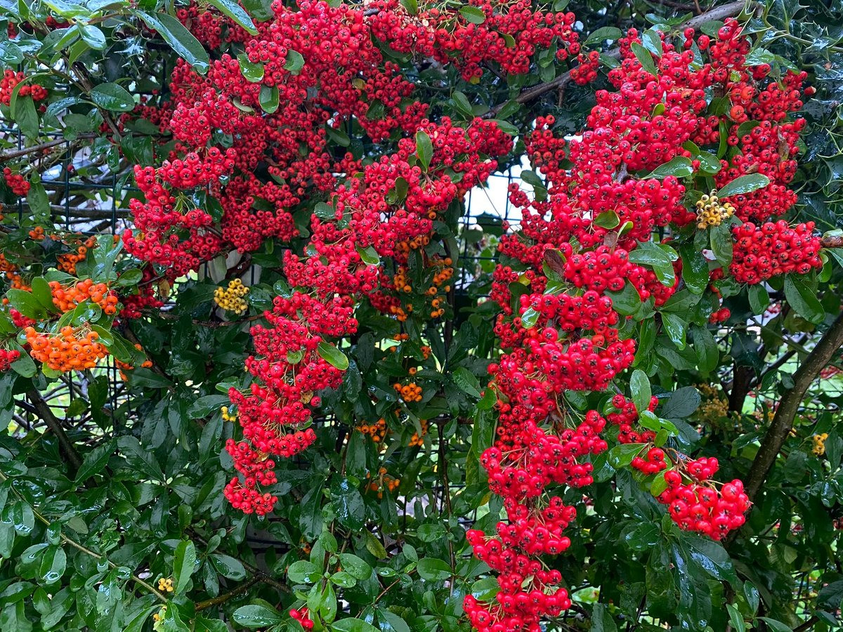 Cây cảnh cát tường, ăn ngon, chữa bệnh, mang tài lộc vào nhà - Hình 21 Cay canh cat tuong, an ngon, chua benh, mang tai loc vao nha-Hinh-21