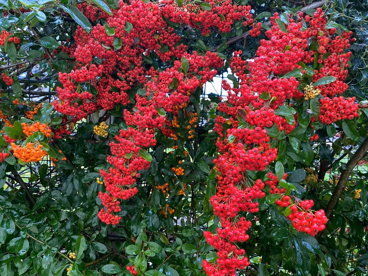 Cay canh cat tuong, an ngon, chua benh, mang tai loc vao nha-Hinh-21