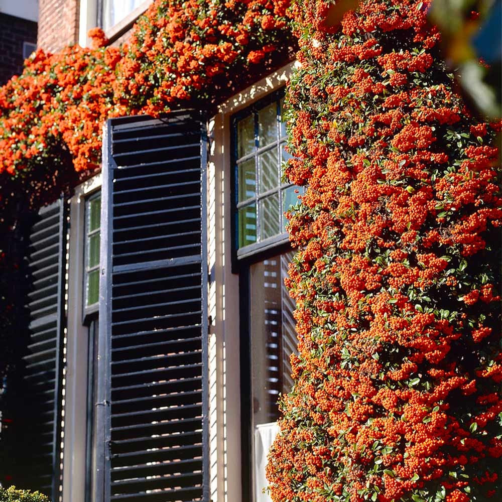 Cây cảnh cát tường, ăn ngon, chữa bệnh, mang tài lộc vào nhà - Hình 16 Cay canh cat tuong, an ngon, chua benh, mang tai loc vao nha-Hinh-16