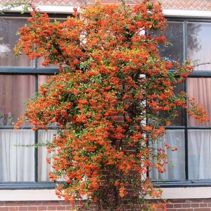 Cay canh cat tuong, an ngon, chua benh, mang tai loc vao nha-Hinh-8