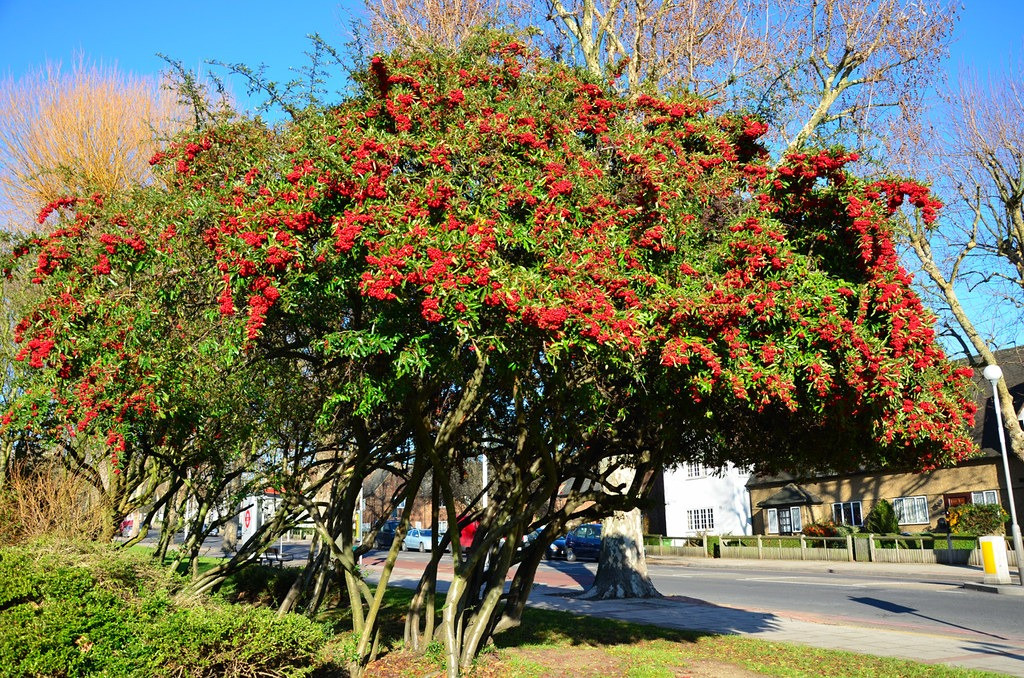 Cây cảnh cát tường, ăn ngon, chữa bệnh, mang tài lộc vào nhà - Hình 3 Cay canh cat tuong, an ngon, chua benh, mang tai loc vao nha-Hinh-3