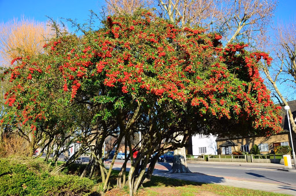 Cay canh cat tuong, an ngon, chua benh, mang tai loc vao nha-Hinh-3