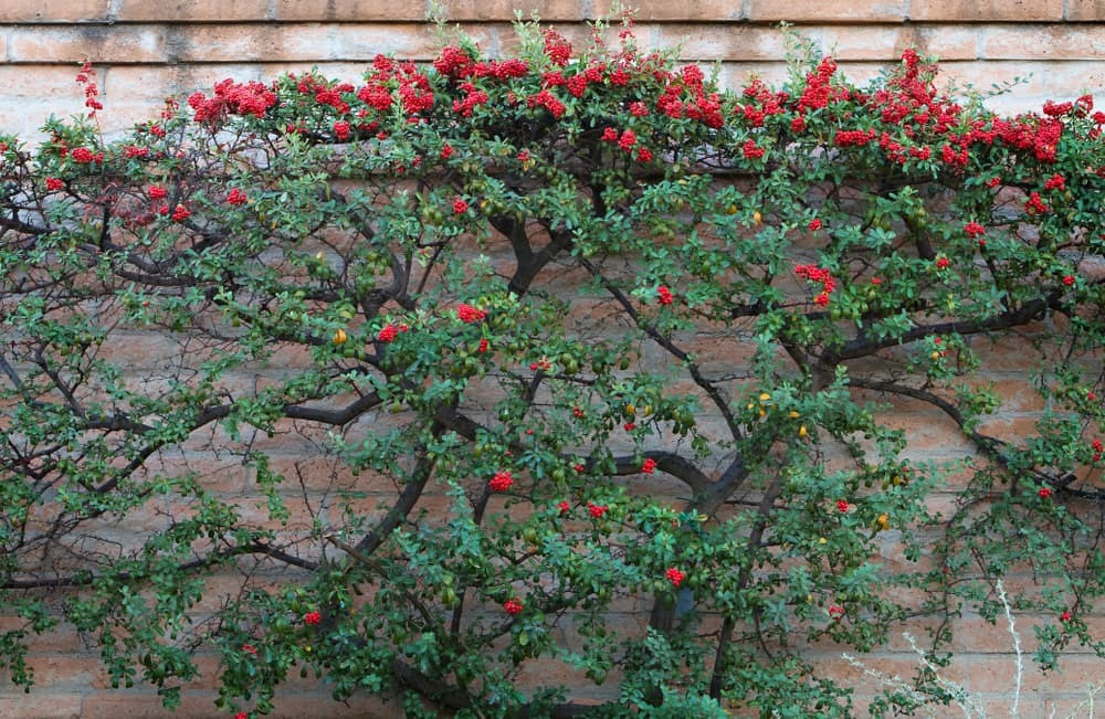 Cây cảnh cát tường, ăn ngon, chữa bệnh, mang tài lộc vào nhà - Hình 10 Cay canh cat tuong, an ngon, chua benh, mang tai loc vao nha-Hinh-10