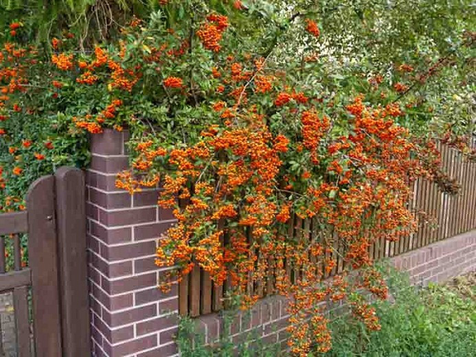 Cây cảnh cát tường, ăn ngon, chữa bệnh, mang tài lộc vào nhà - Hình 15 Cay canh cat tuong, an ngon, chua benh, mang tai loc vao nha-Hinh-15