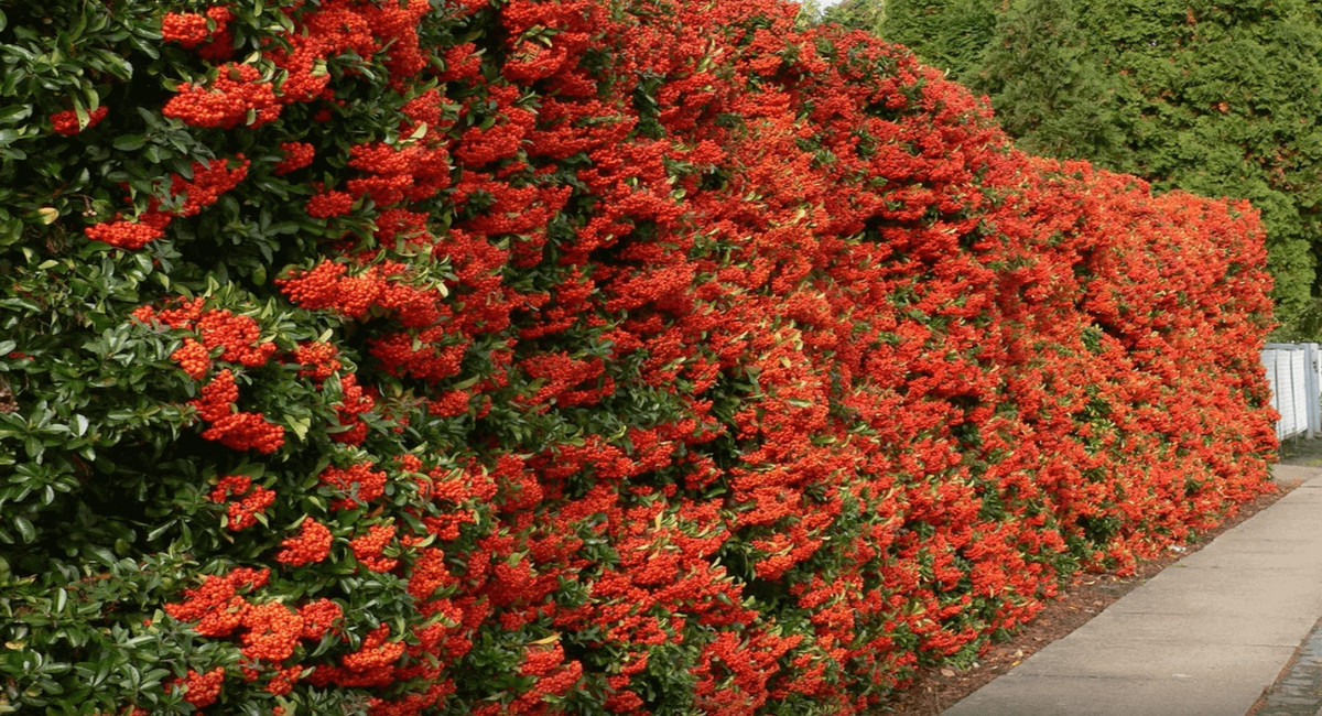 Cây cảnh cát tường, ăn ngon, chữa bệnh, mang tài lộc vào nhà - Hình 18 Cay canh cat tuong, an ngon, chua benh, mang tai loc vao nha-Hinh-18
