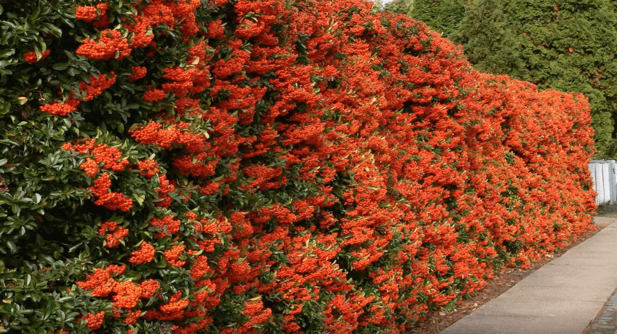 Cay canh cat tuong, an ngon, chua benh, mang tai loc vao nha-Hinh-18