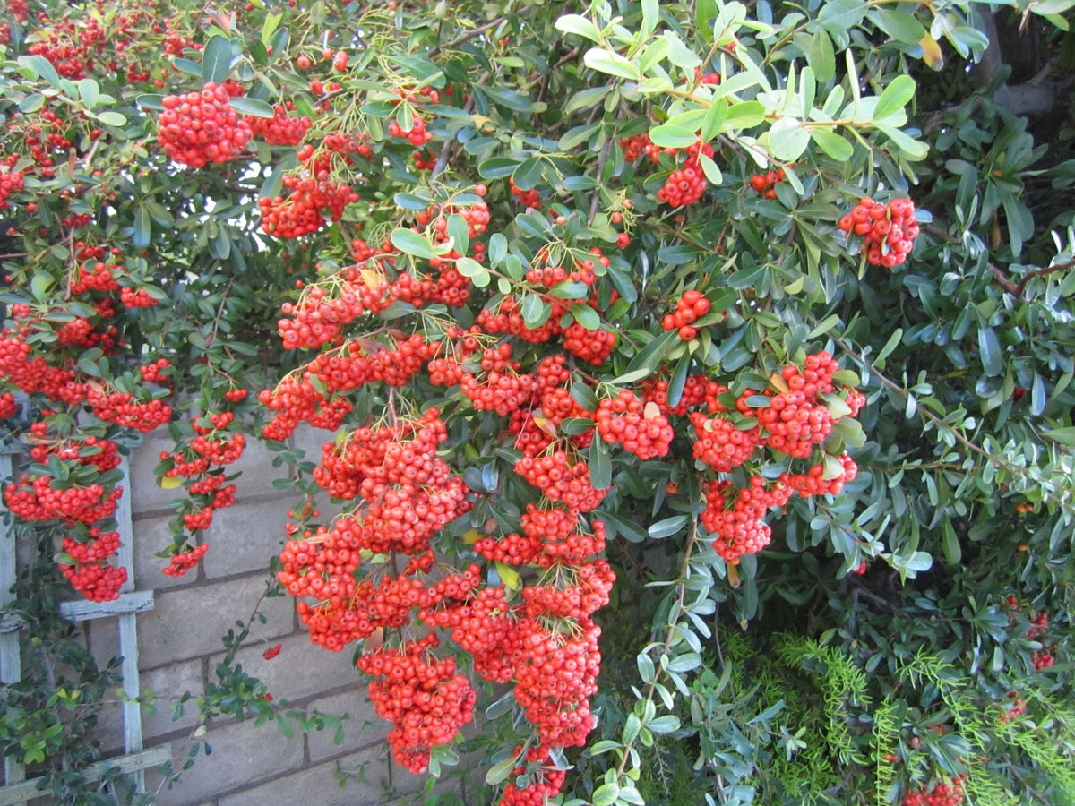 Cây cảnh cát tường, ăn ngon, chữa bệnh, mang tài lộc vào nhà - Hình 14 Cay canh cat tuong, an ngon, chua benh, mang tai loc vao nha-Hinh-14