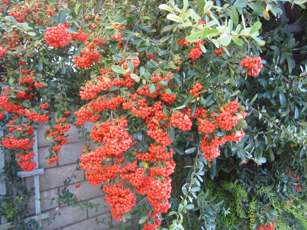 Cay canh cat tuong, an ngon, chua benh, mang tai loc vao nha-Hinh-14