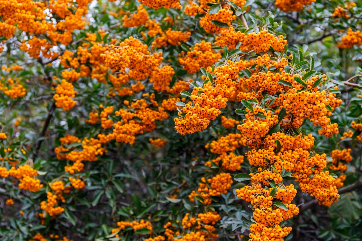 Cay canh cat tuong, an ngon, chua benh, mang tai loc vao nha-Hinh-11