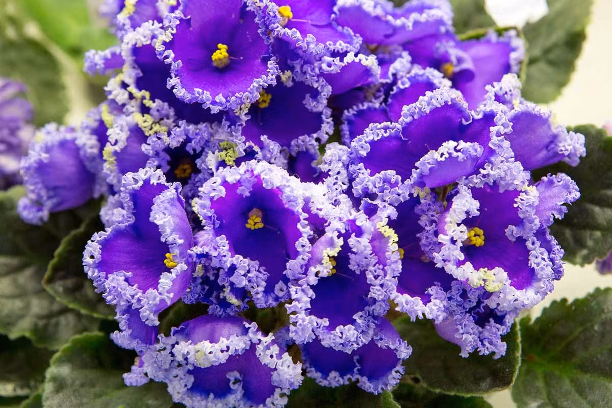 Cay canh nho nhan va quyen ru, ve dep cua tinh yeu vinh cuu-Hinh-2